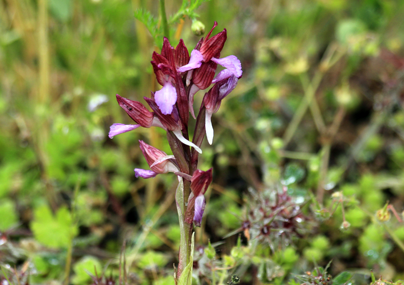 2016-04-26_164908 sardinien-2016.jpg - Orchidee